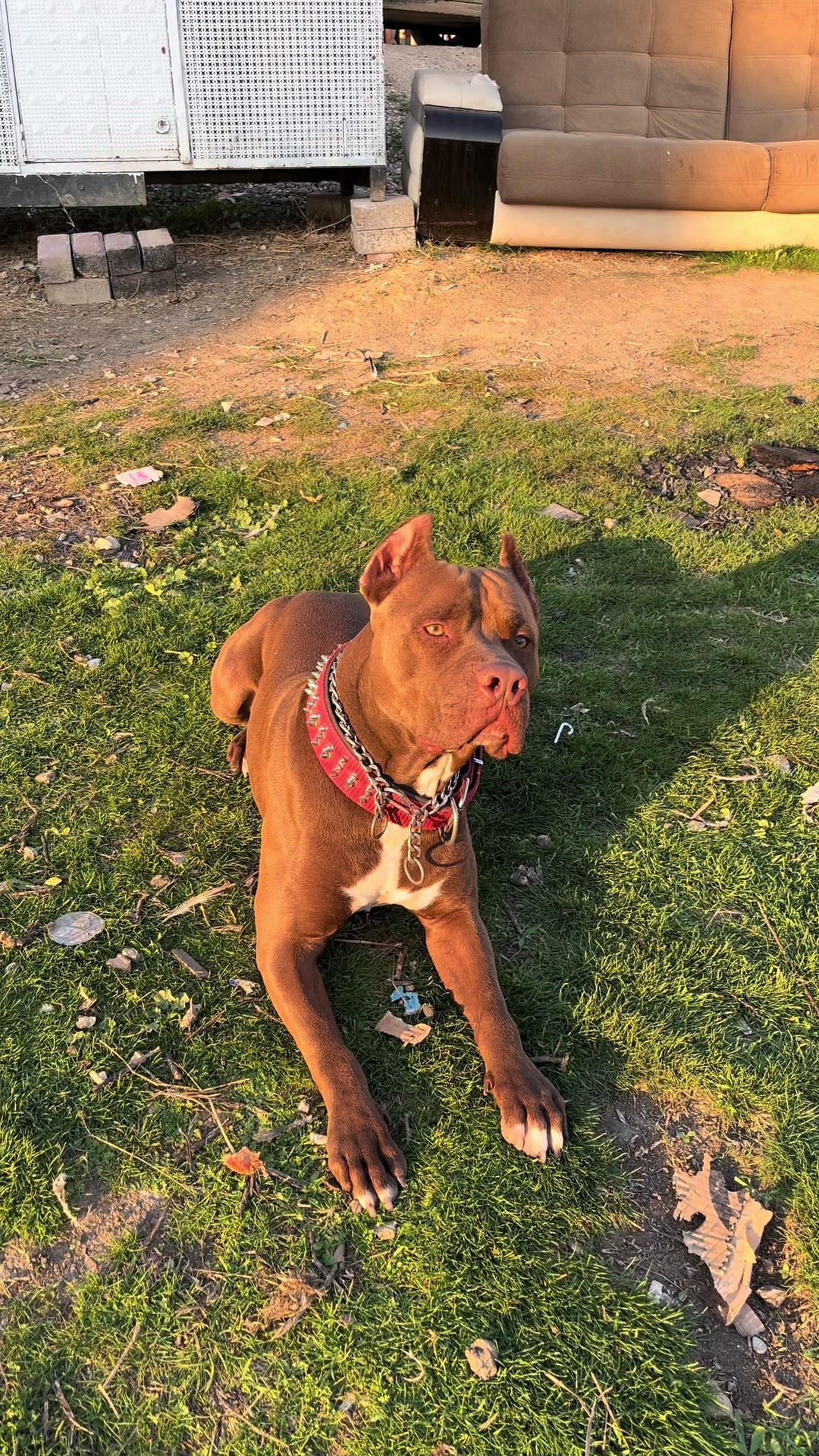 @BARUTBEYY🐶