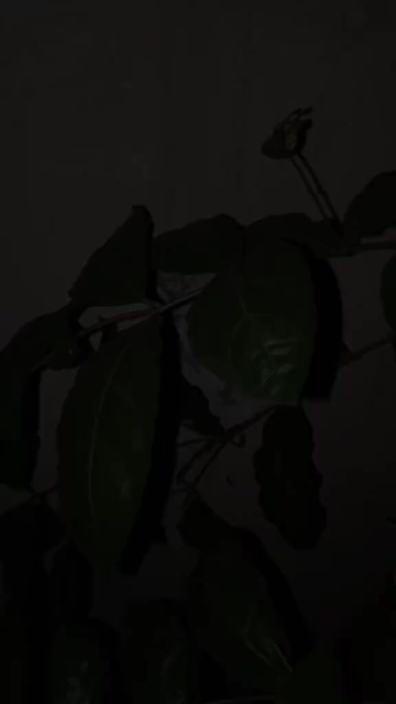 @وٹو صاحب
