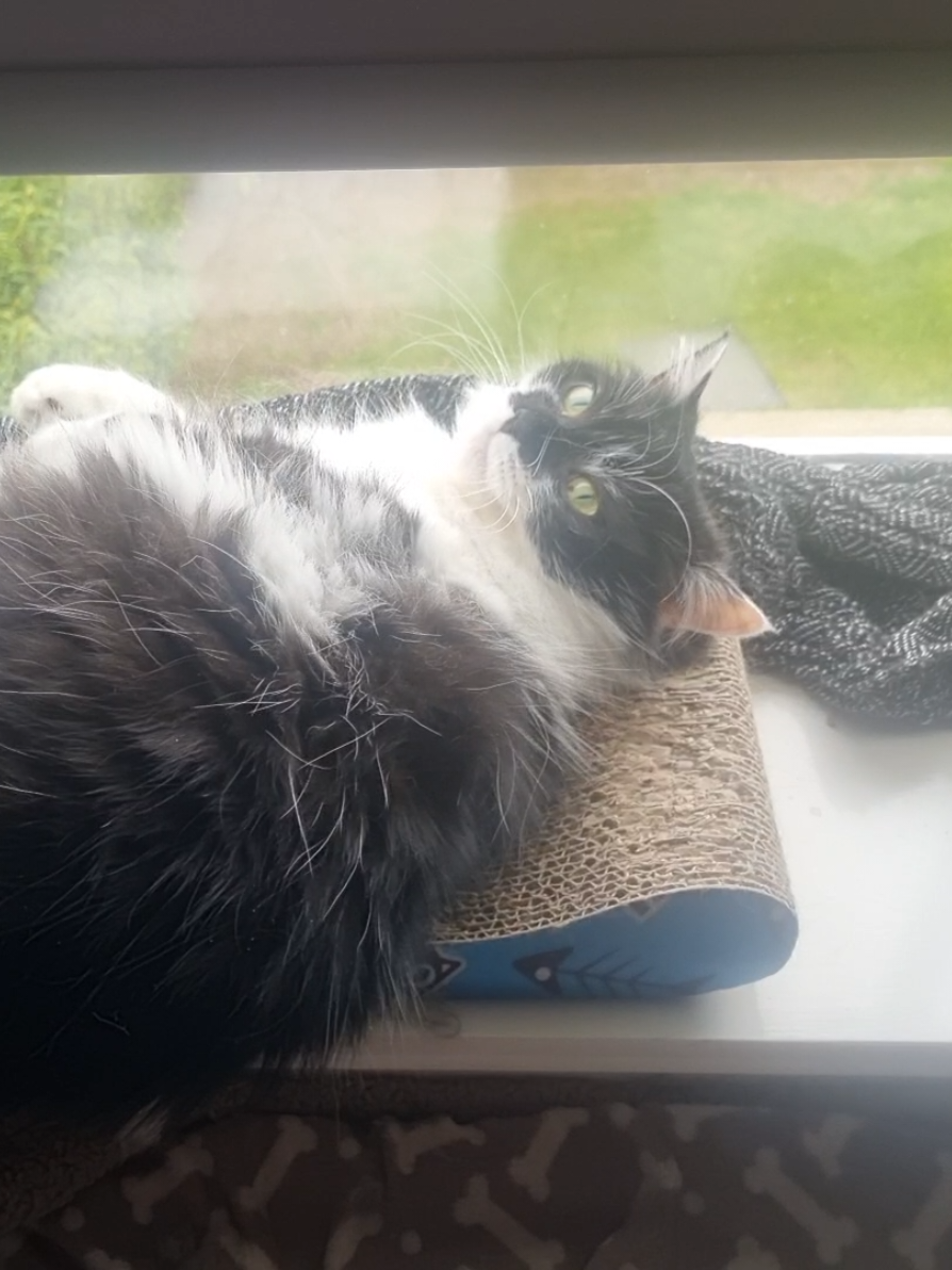 @2catlife