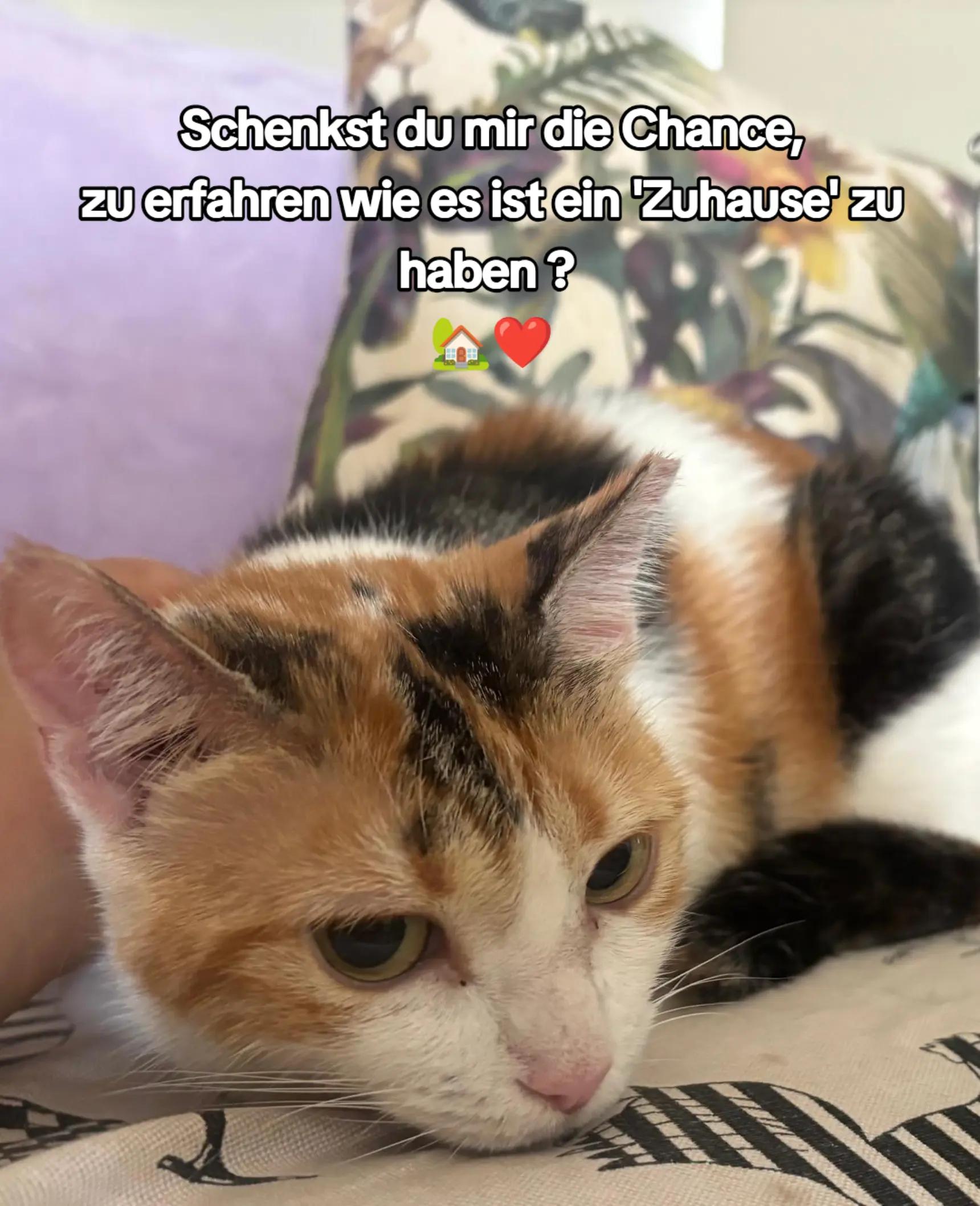 @Katzenblicke e.V.