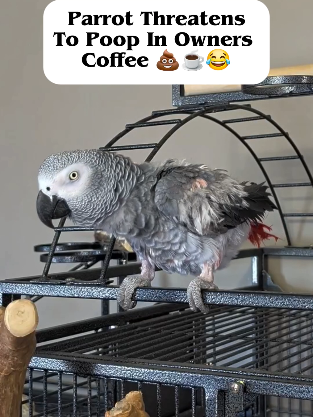 @Cosmothefunnyparrot