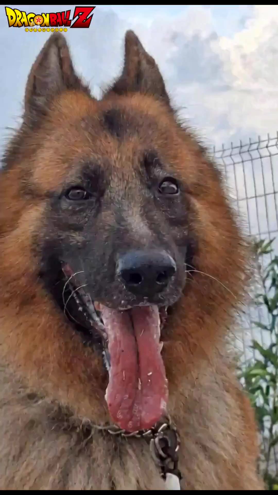 @Cachorretezeus