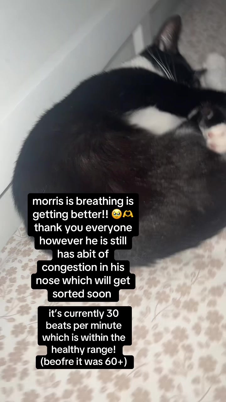 @Save Morris from FIP 🐾❤️&zwj;🩹