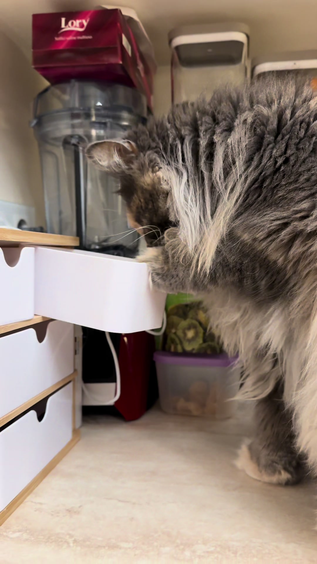 @Mike e Mendy Maine Coon