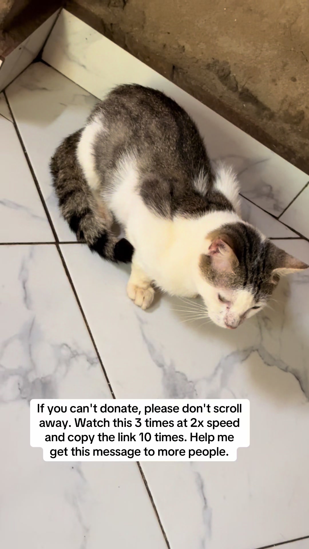 @SECOND CHANCE  FOR ALL ANIMALS