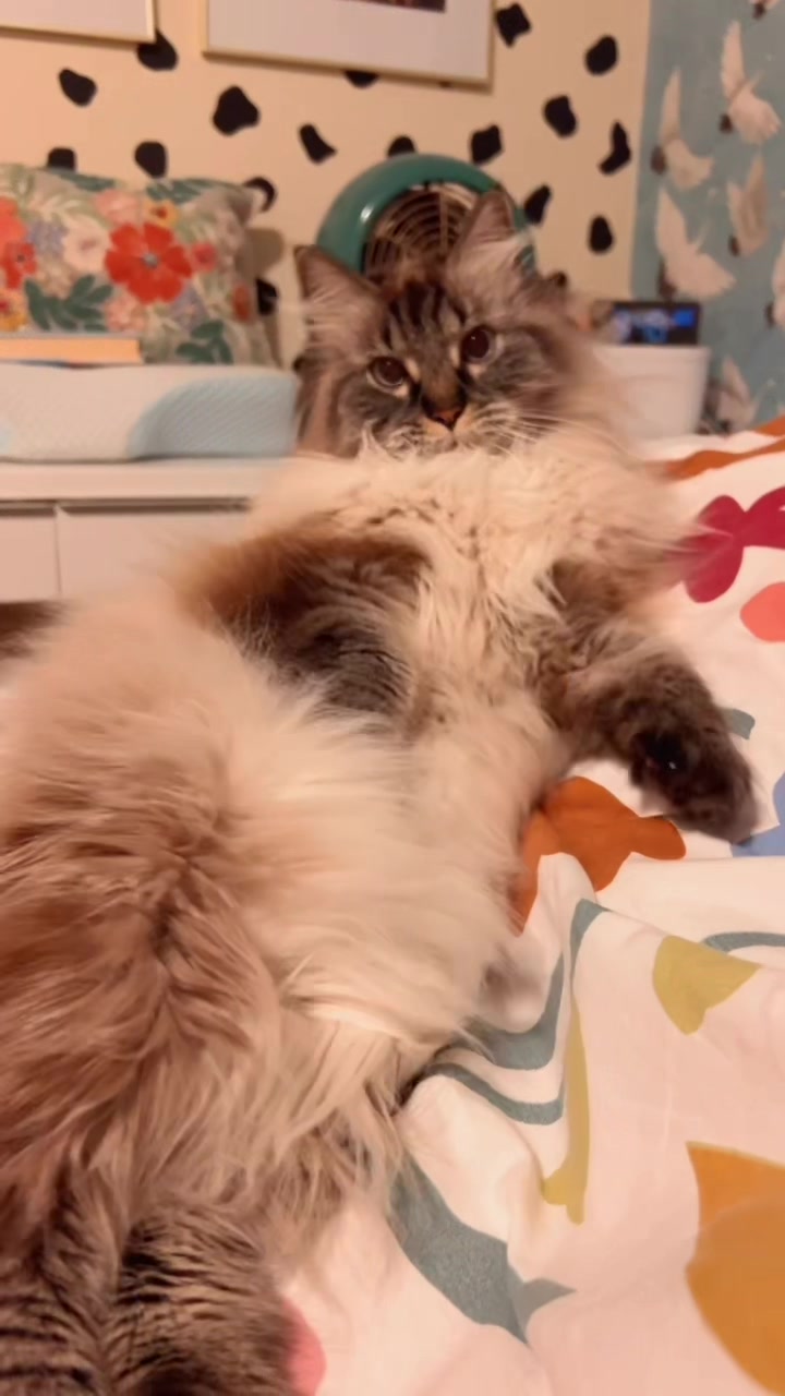 @My Cat Is People 🇨🇦