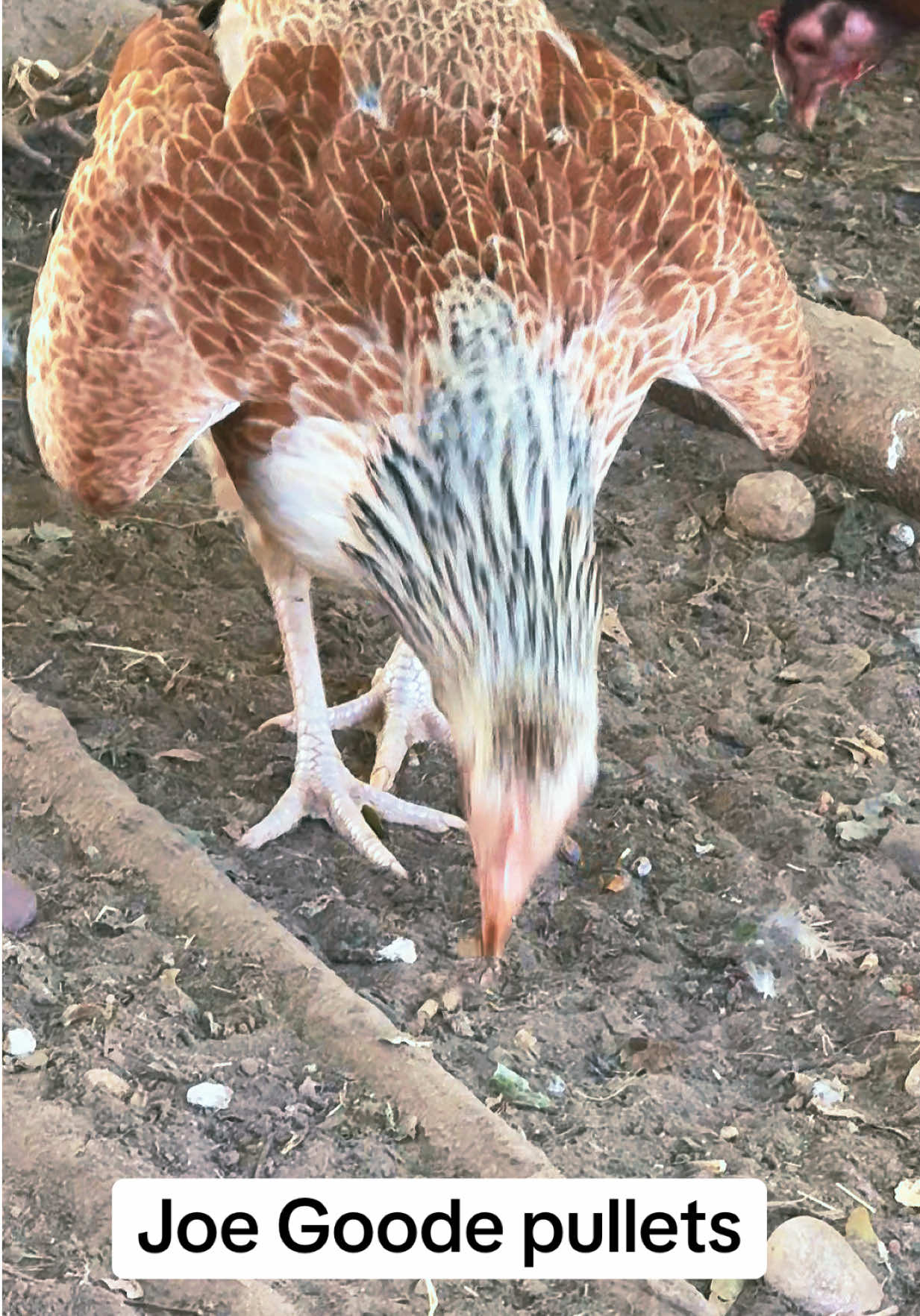 @Bryan Gamefarm