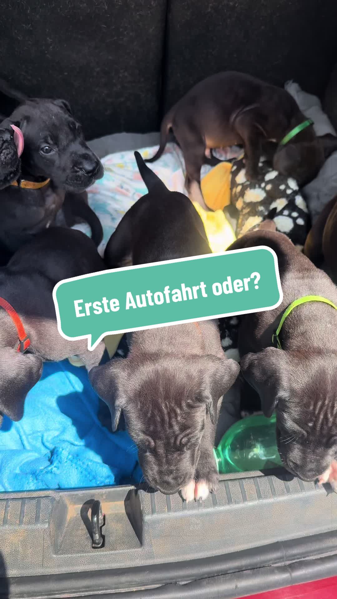 @Doggen von Lucaelis