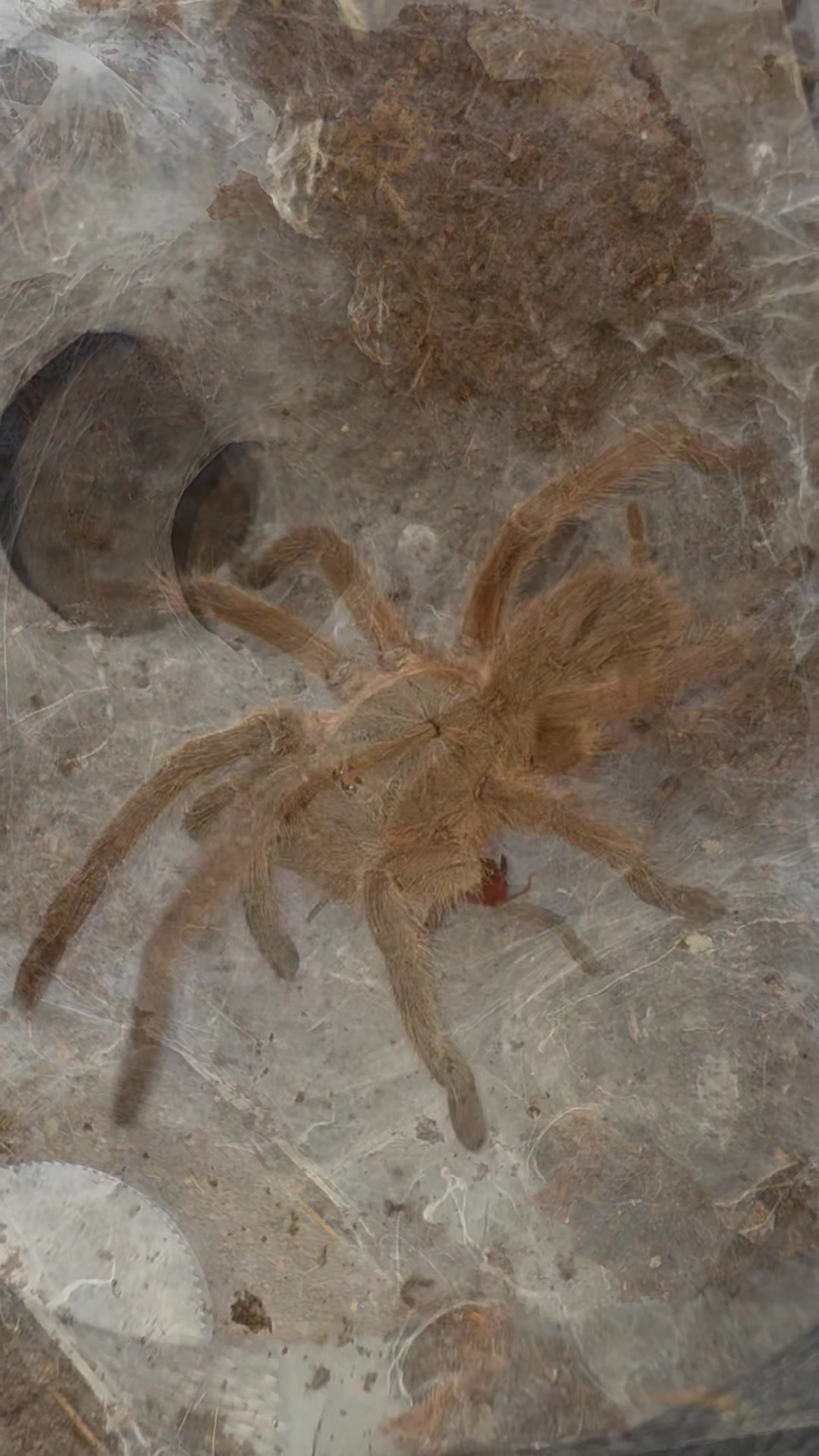 @selinas_spiders