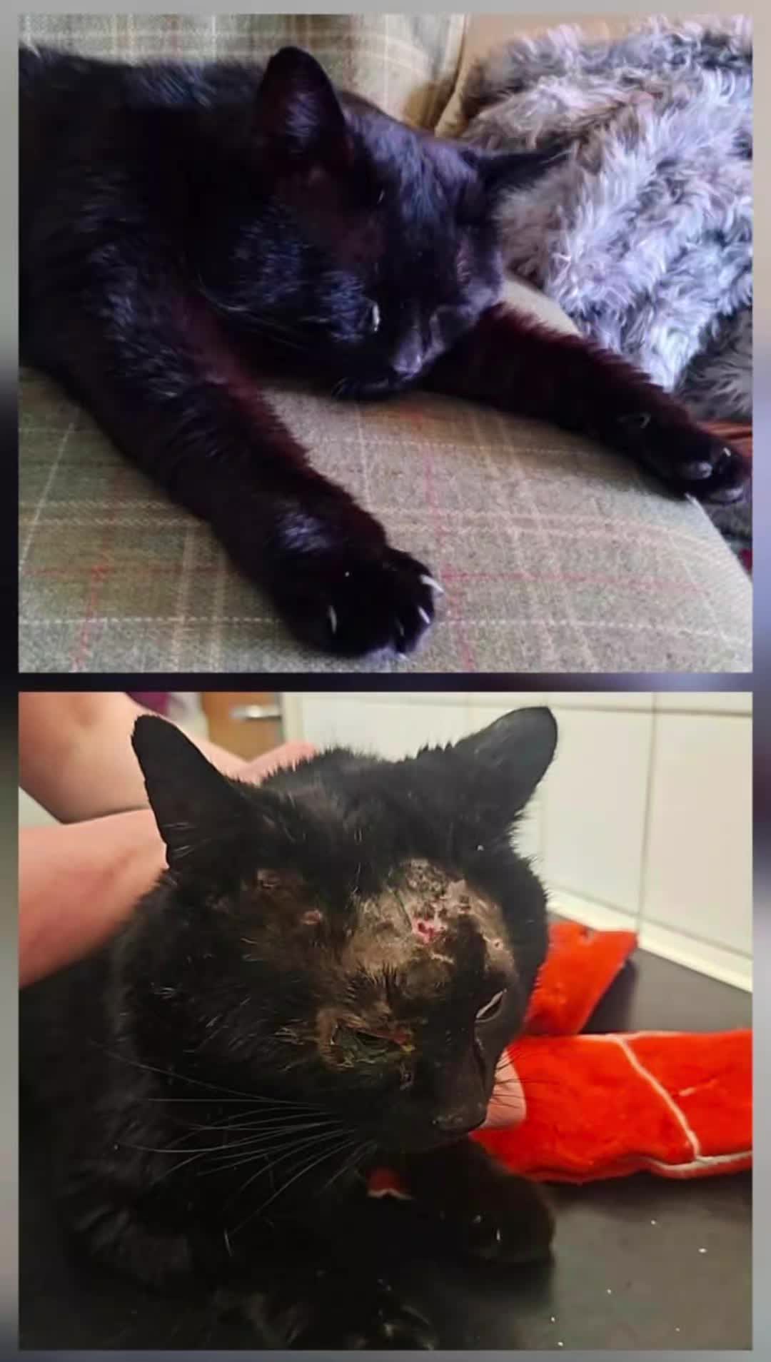 @Glossop Cat Rescue