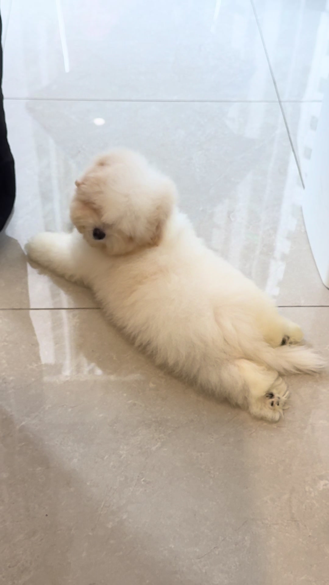 @premiumpet_official