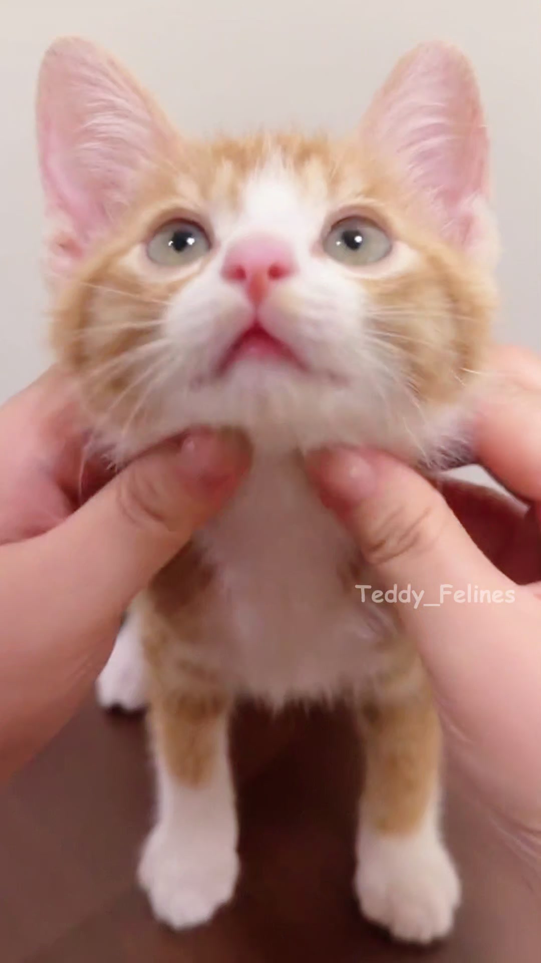 @Teddy_Felines 🧸🐾
