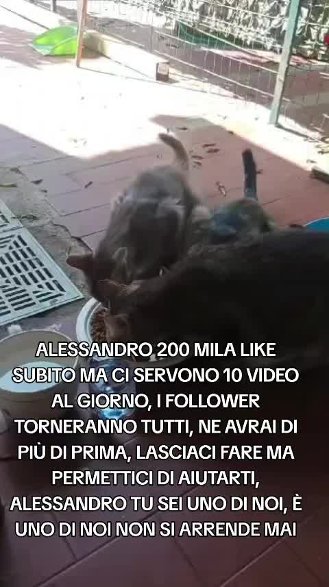 @ANIMALISTI DI FROSINONE