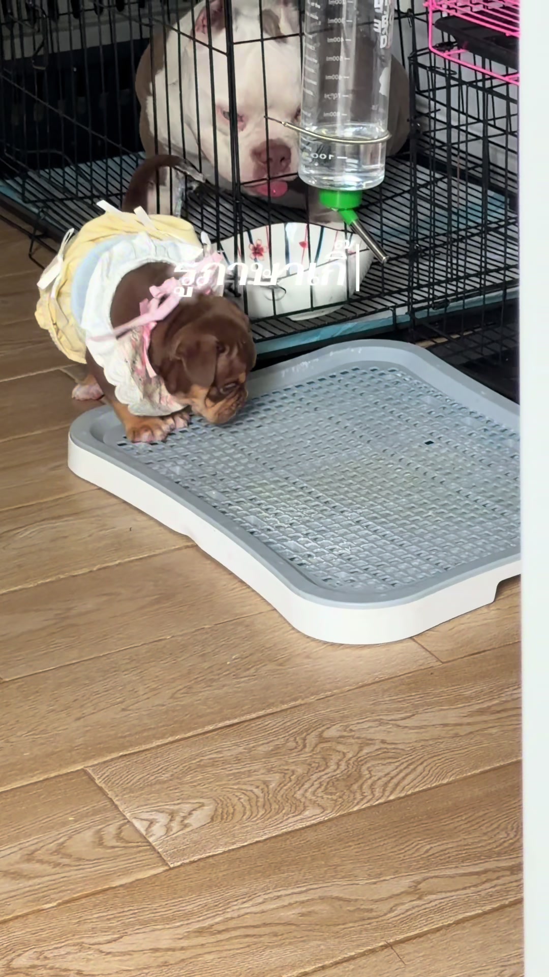 @Privatedog cafe Bangkok
