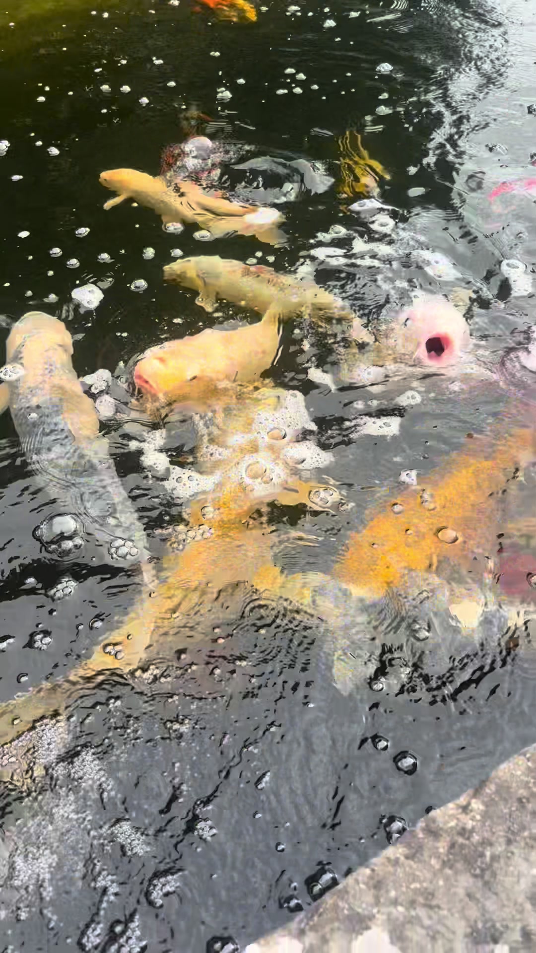 @Kev&rsquo;s Koi