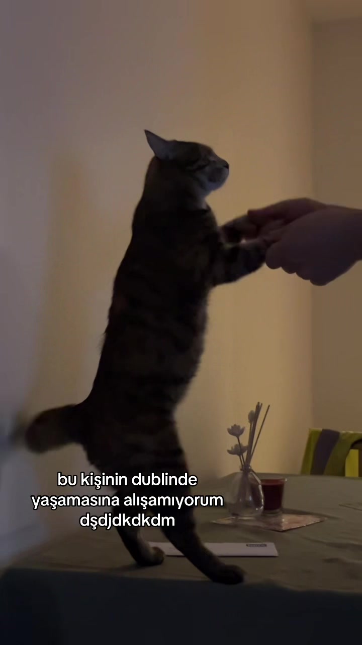 @dublinli pastonbatlıcan