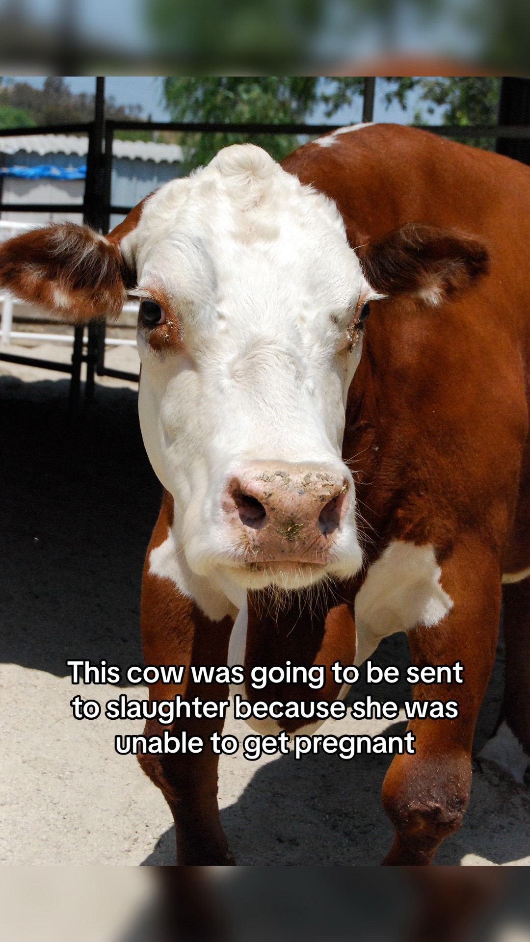 @The Gentle Barn | Sanctuary