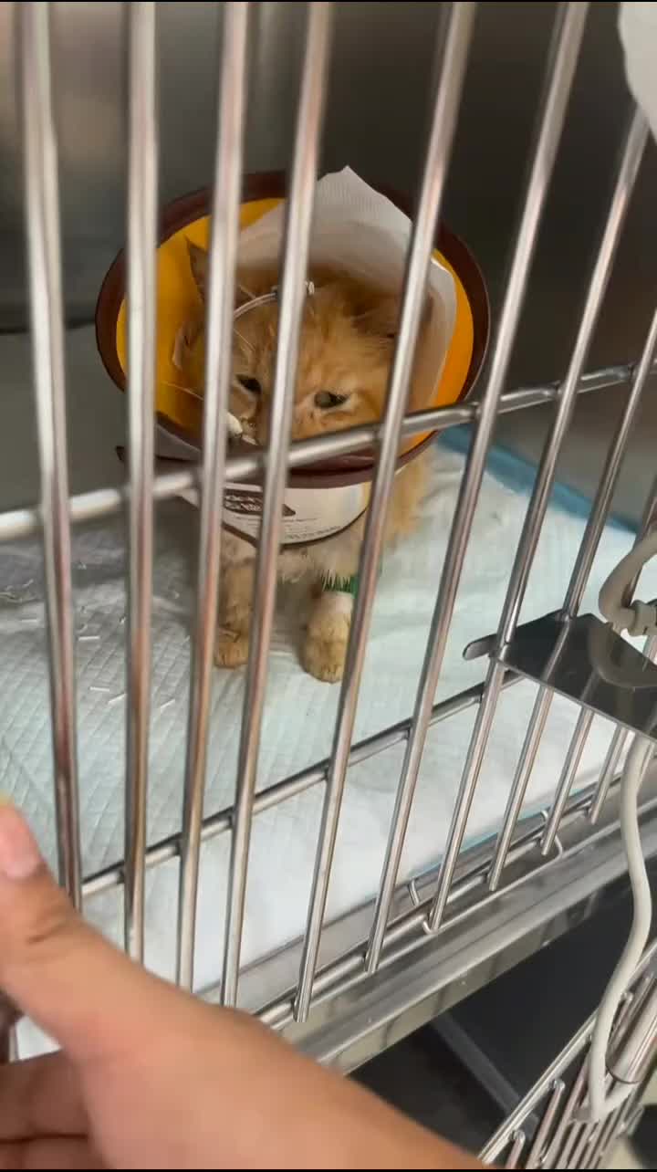 @Community_Animal_Rescue