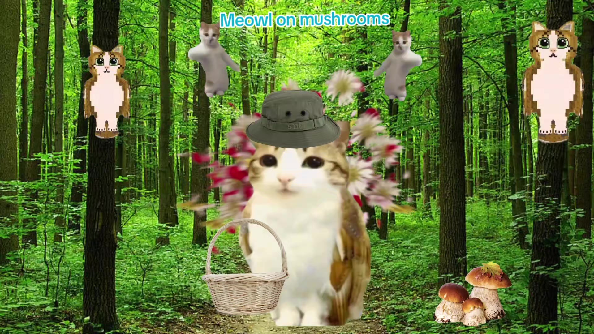 @meowl