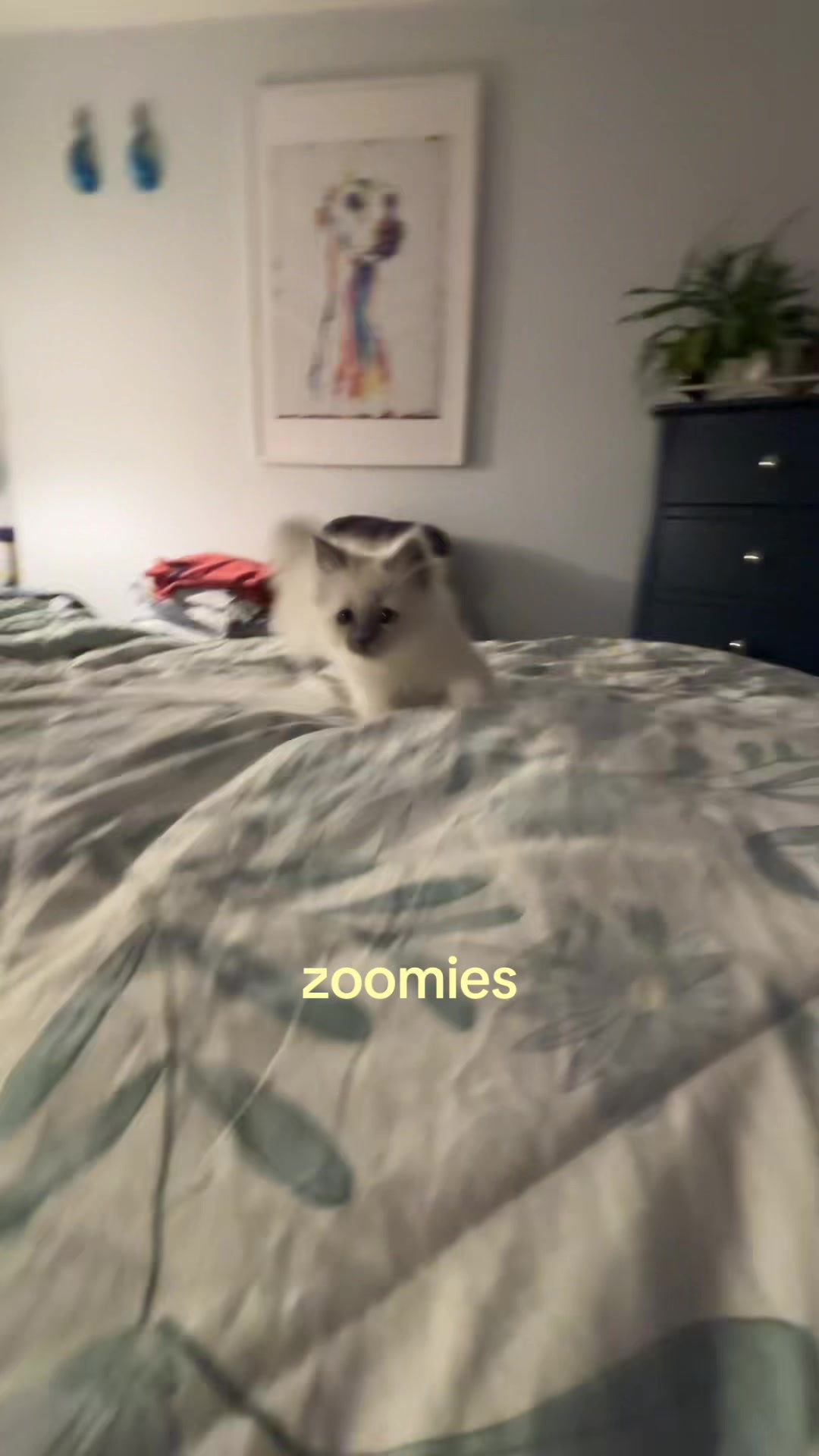 @⭐️