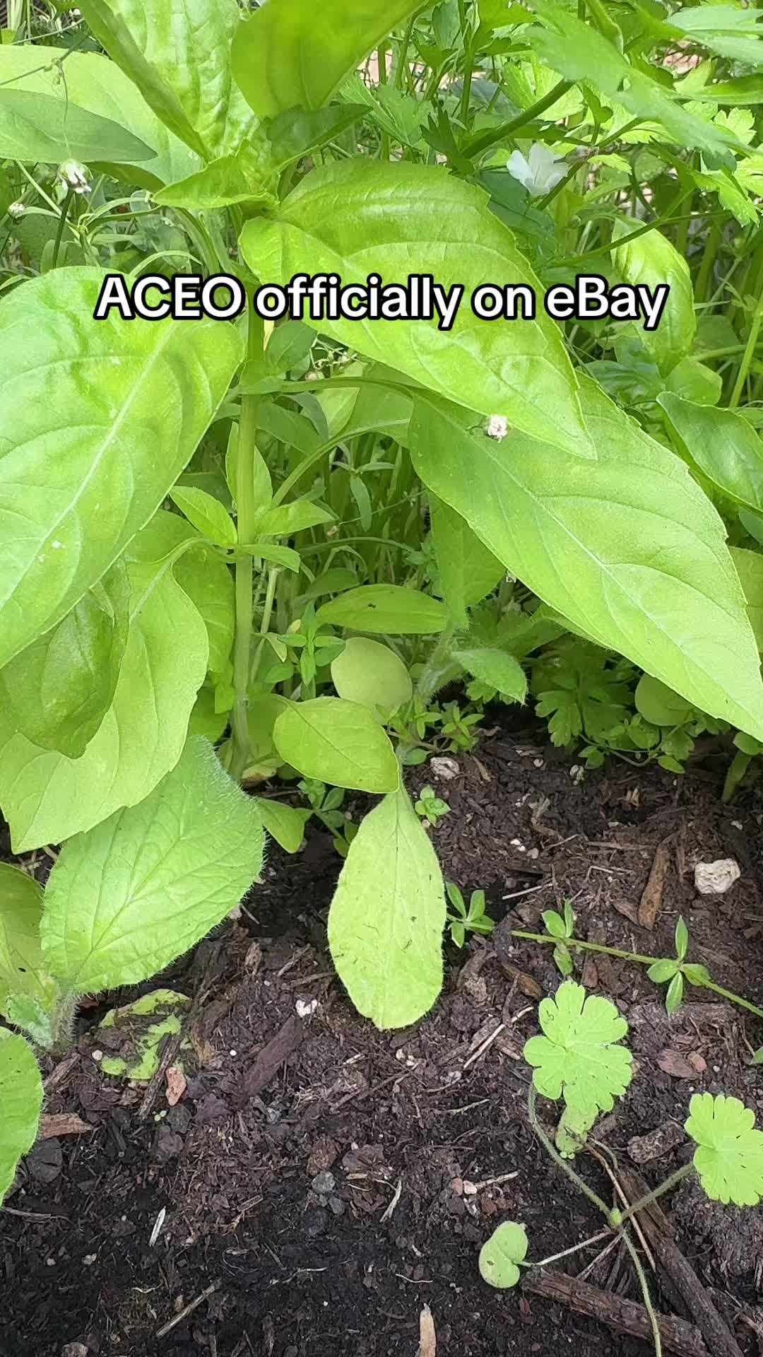 @thriving.picklebaby
