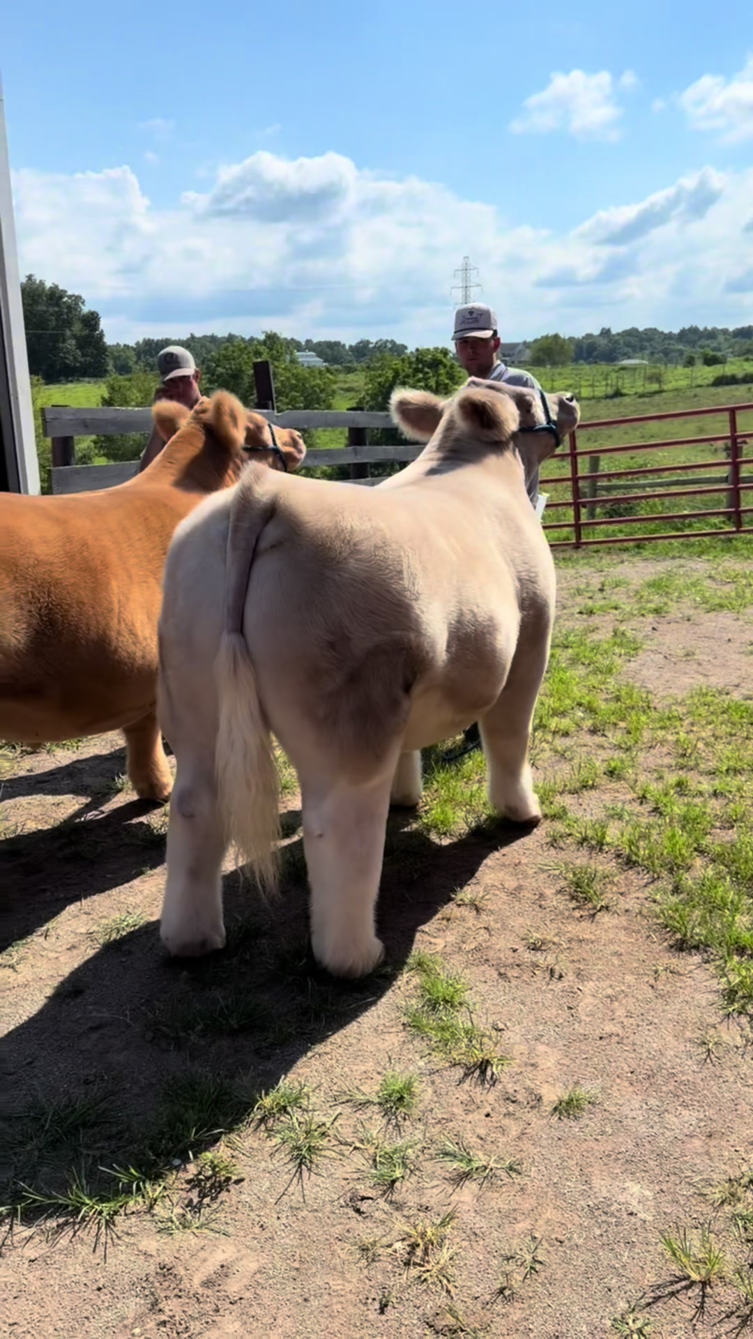 @Craft Livestock 2.0