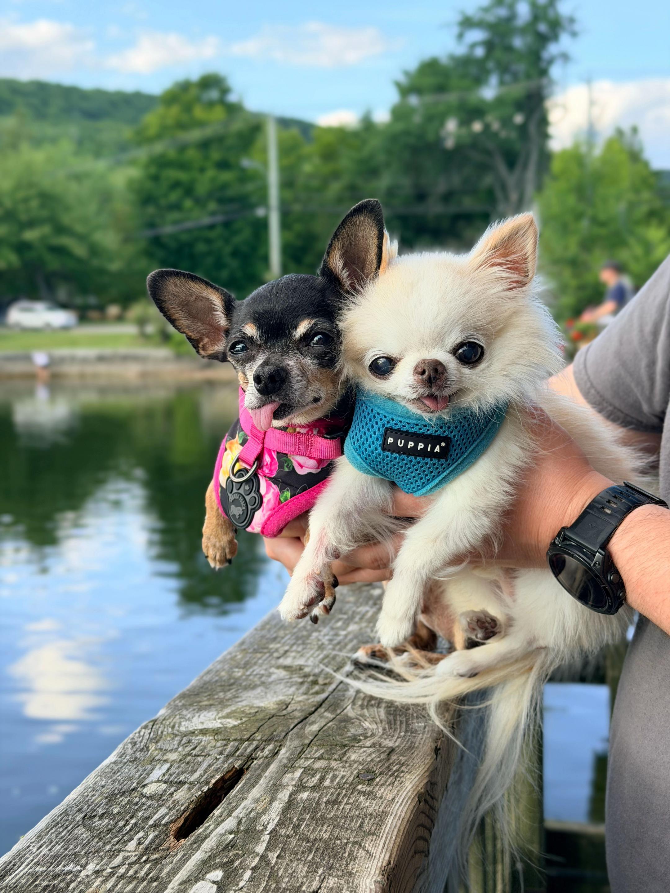 @Tiny Chihuahua Cedric & Maya