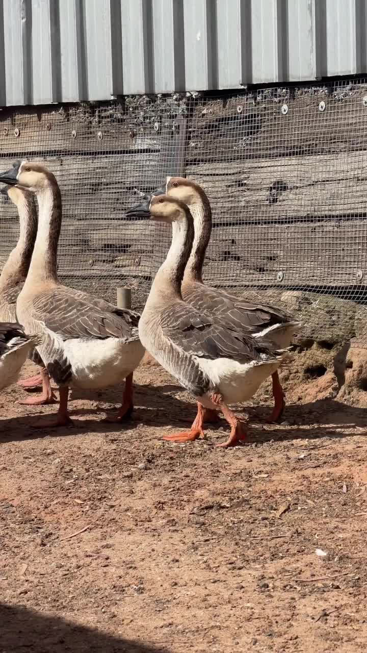 @SMART ORNAMENTAL FARM