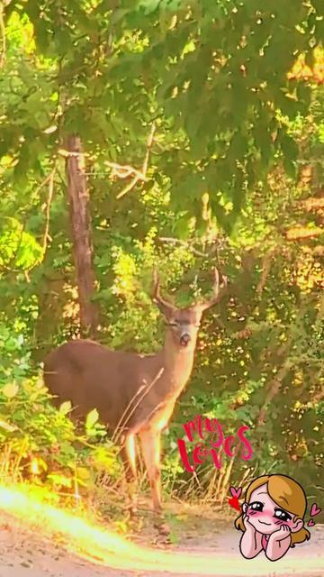 @Sharin&hearts;️🦌🌞🌛&hearts;️