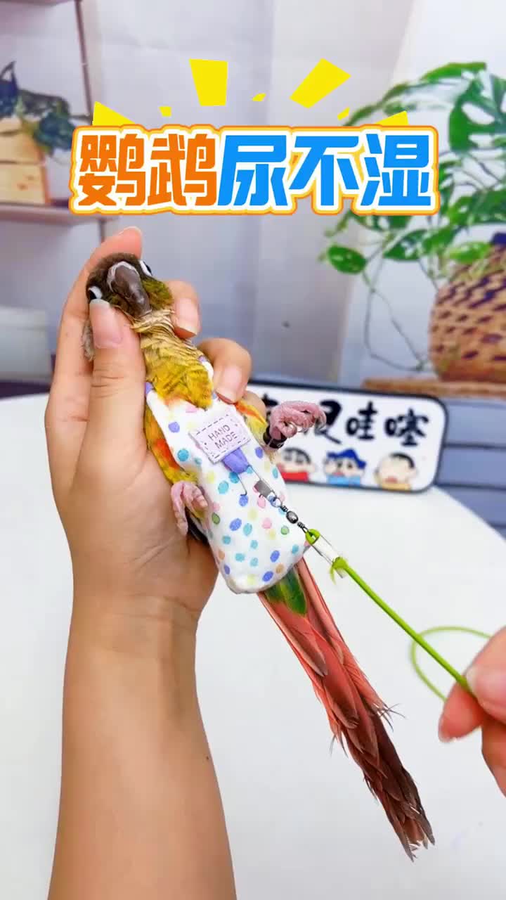 @chinabirds47