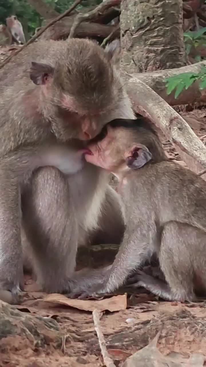 @Law of Nature 🐒