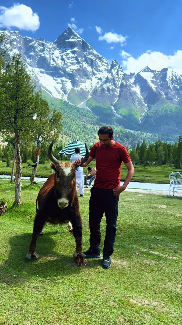 @MAJID ALI🇵🇰
