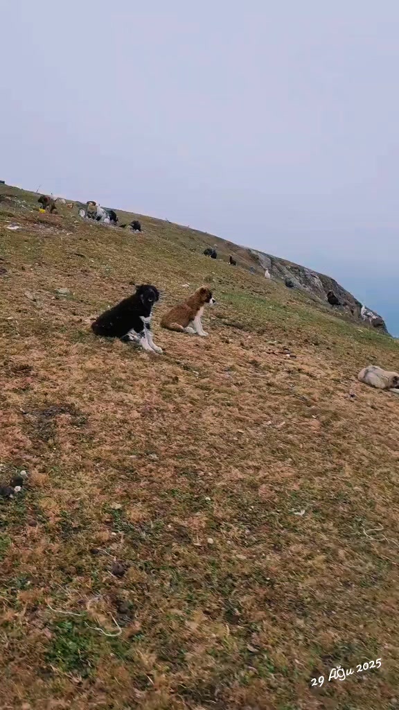@Anar_Əliyev