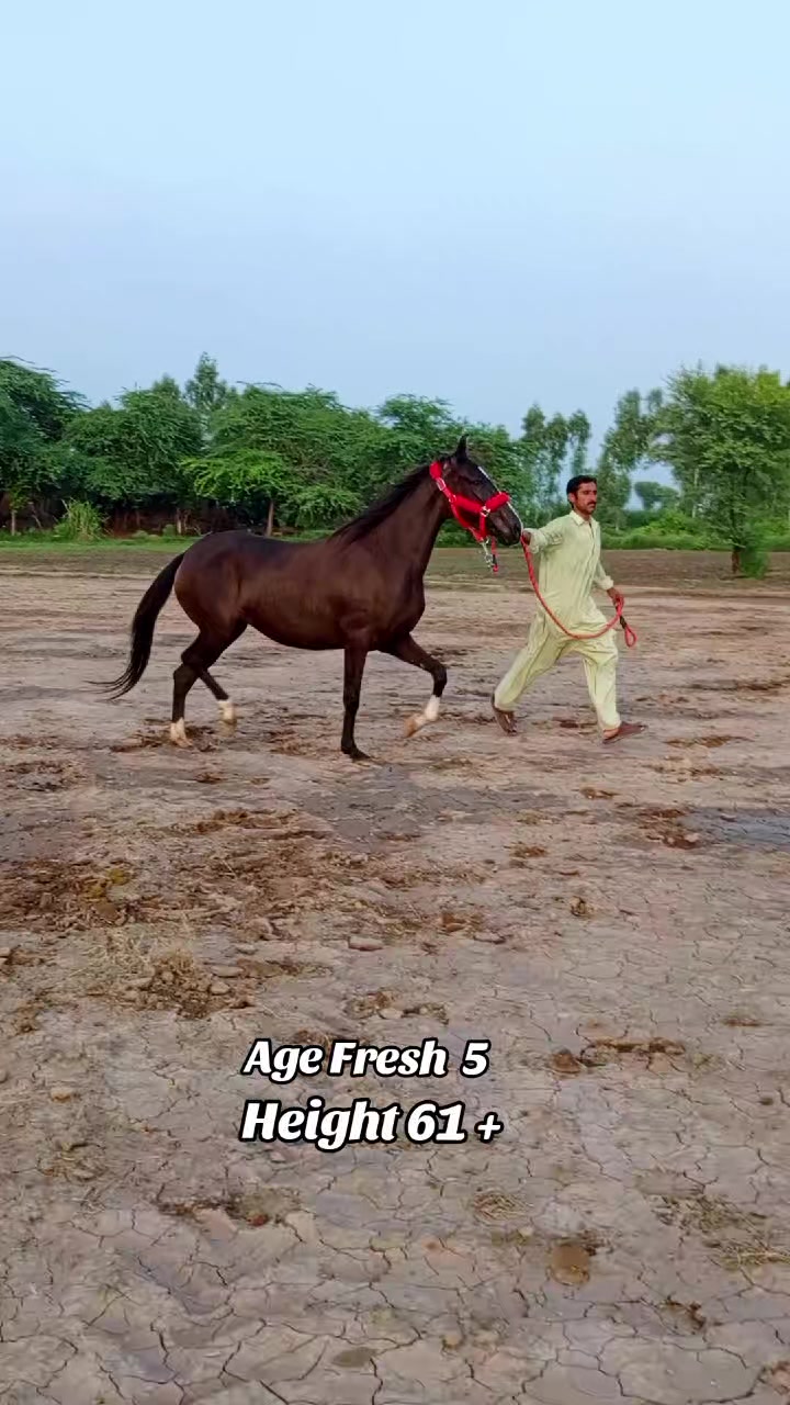 @@𝙂𝙍 𝙃𝙤𝙧𝙨𝙚 𝙁𝙖𝙧𝙢 🐴