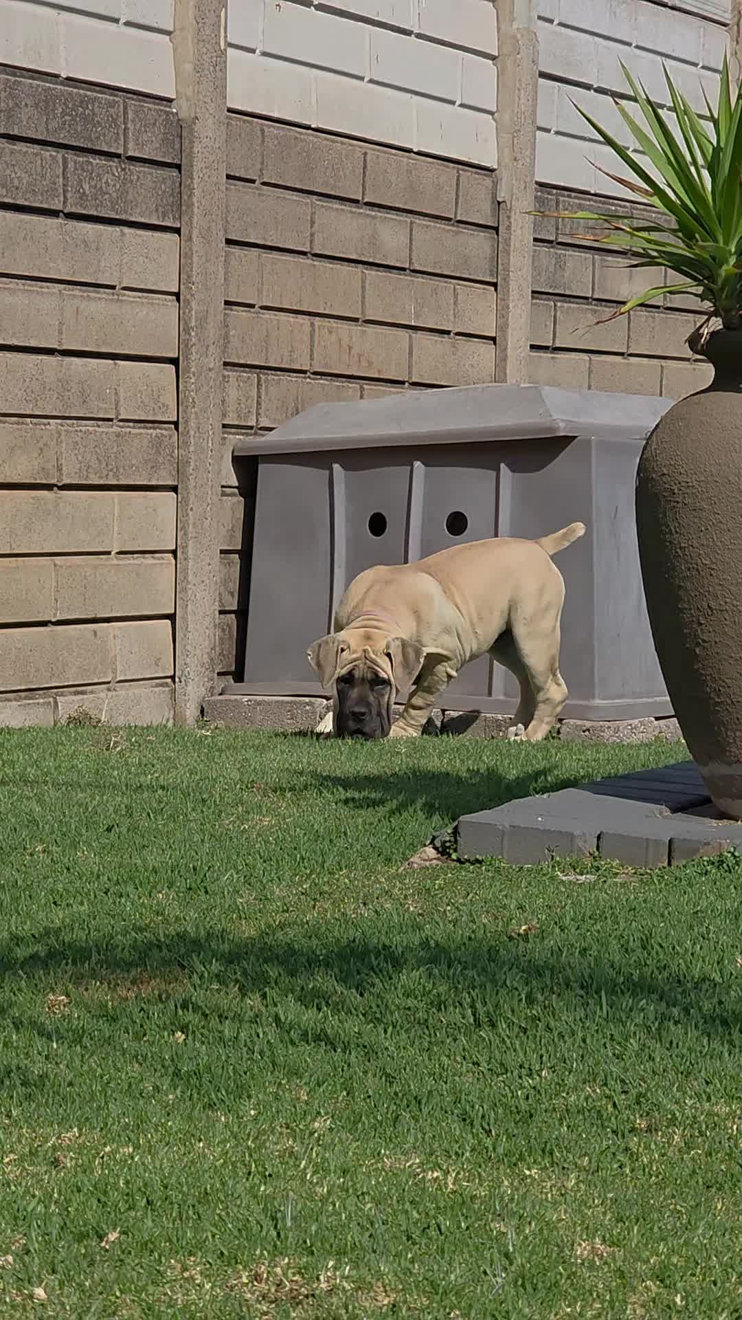 @LC Boerboels