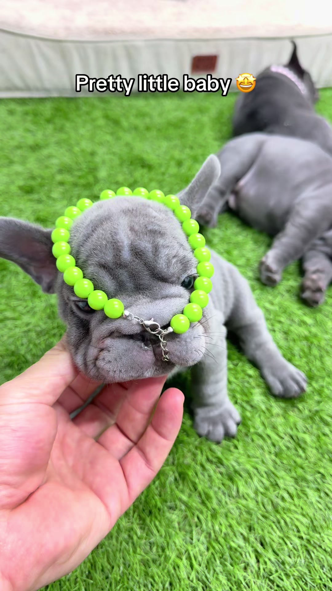@✨Luxurious Frenchie House✨