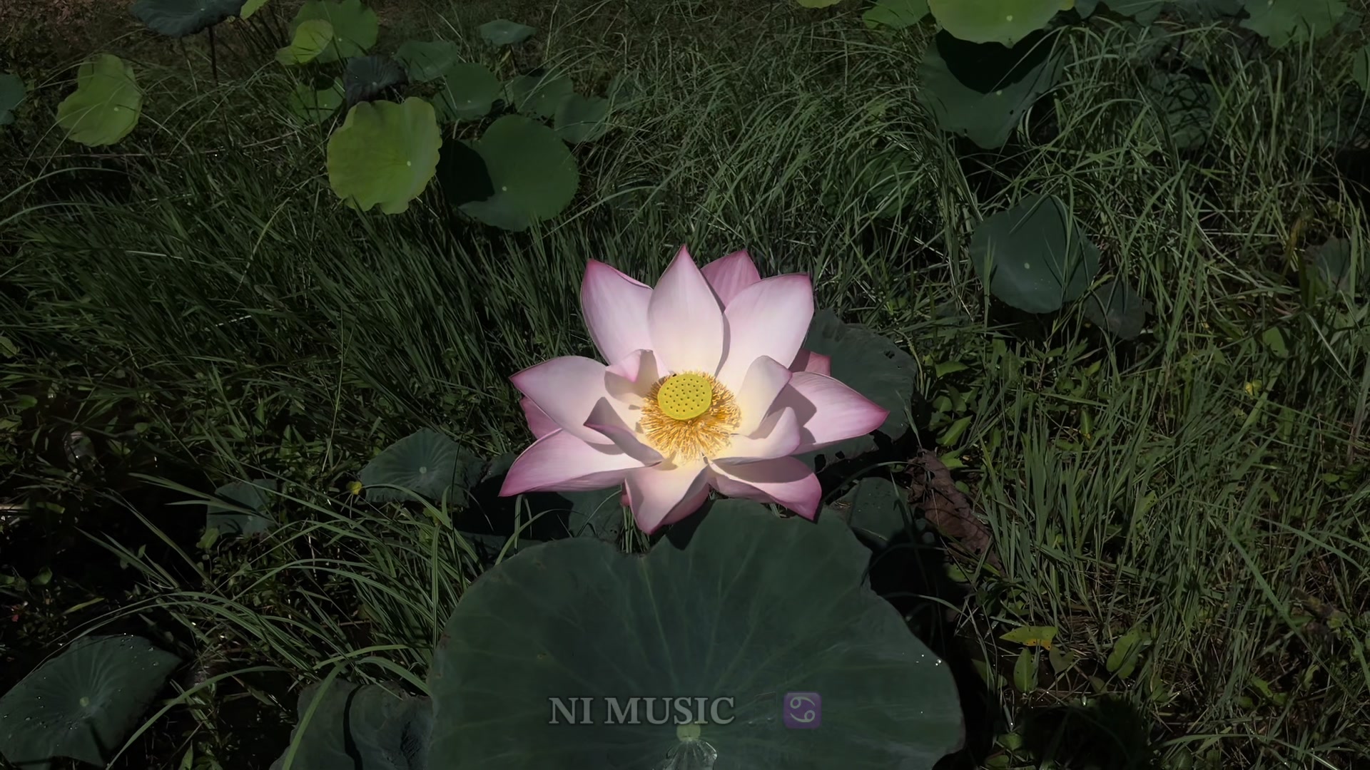 @𝐍𝐈 𝐌𝐔𝐒𝐈𝐂 🎵♋