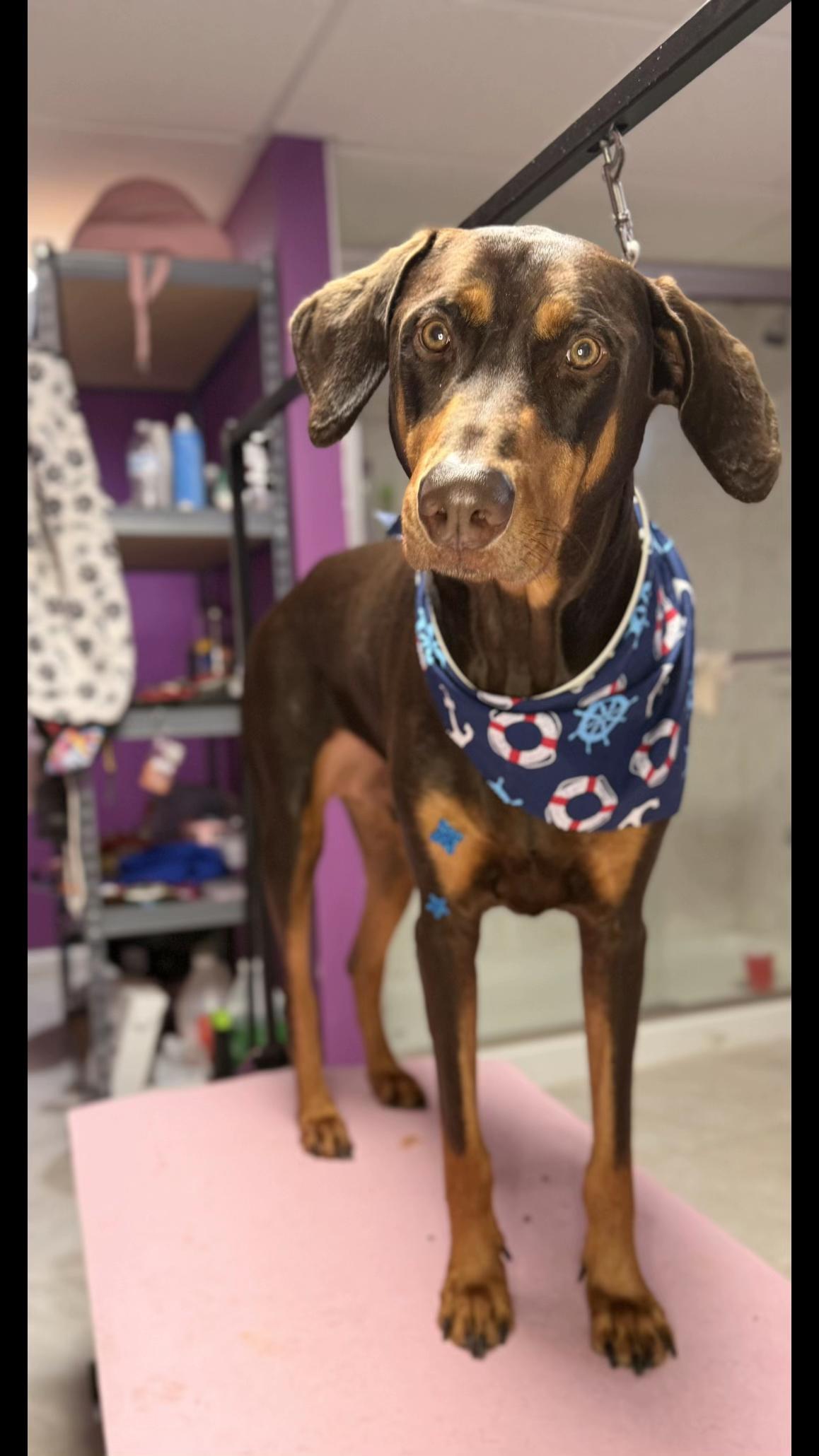 @wonderpetsgrooming
