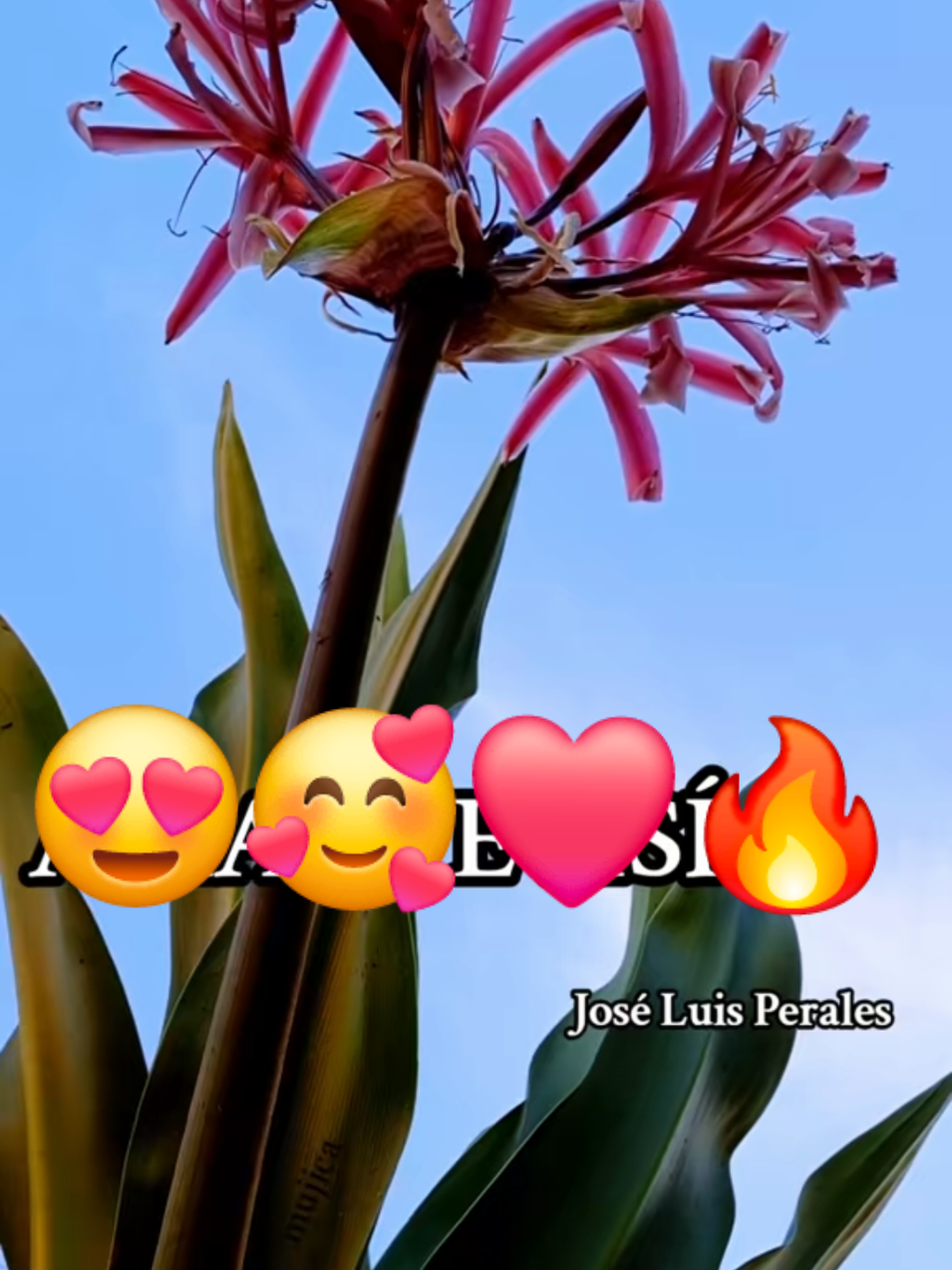 @E✨️