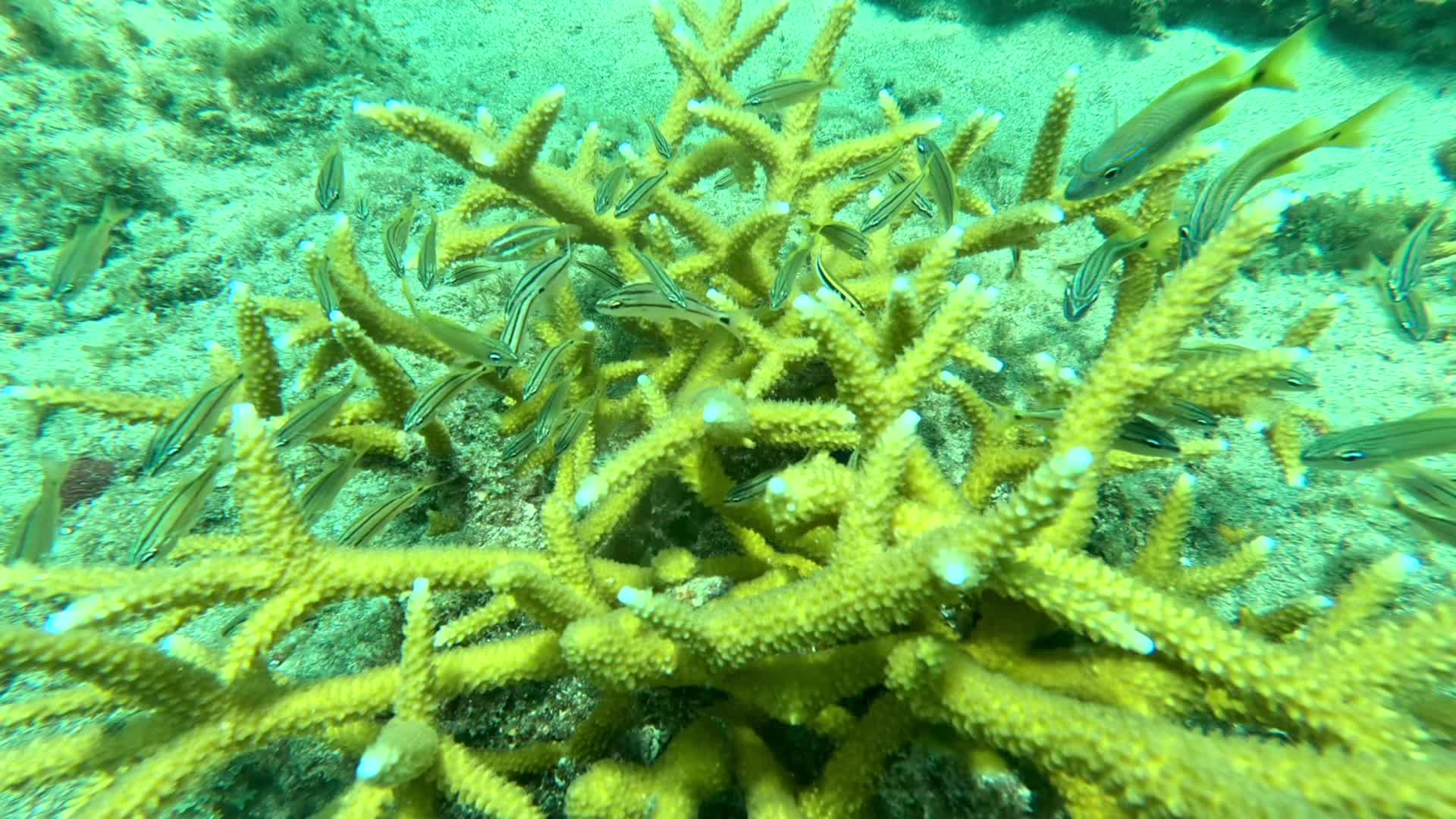 @TheCoralConnect