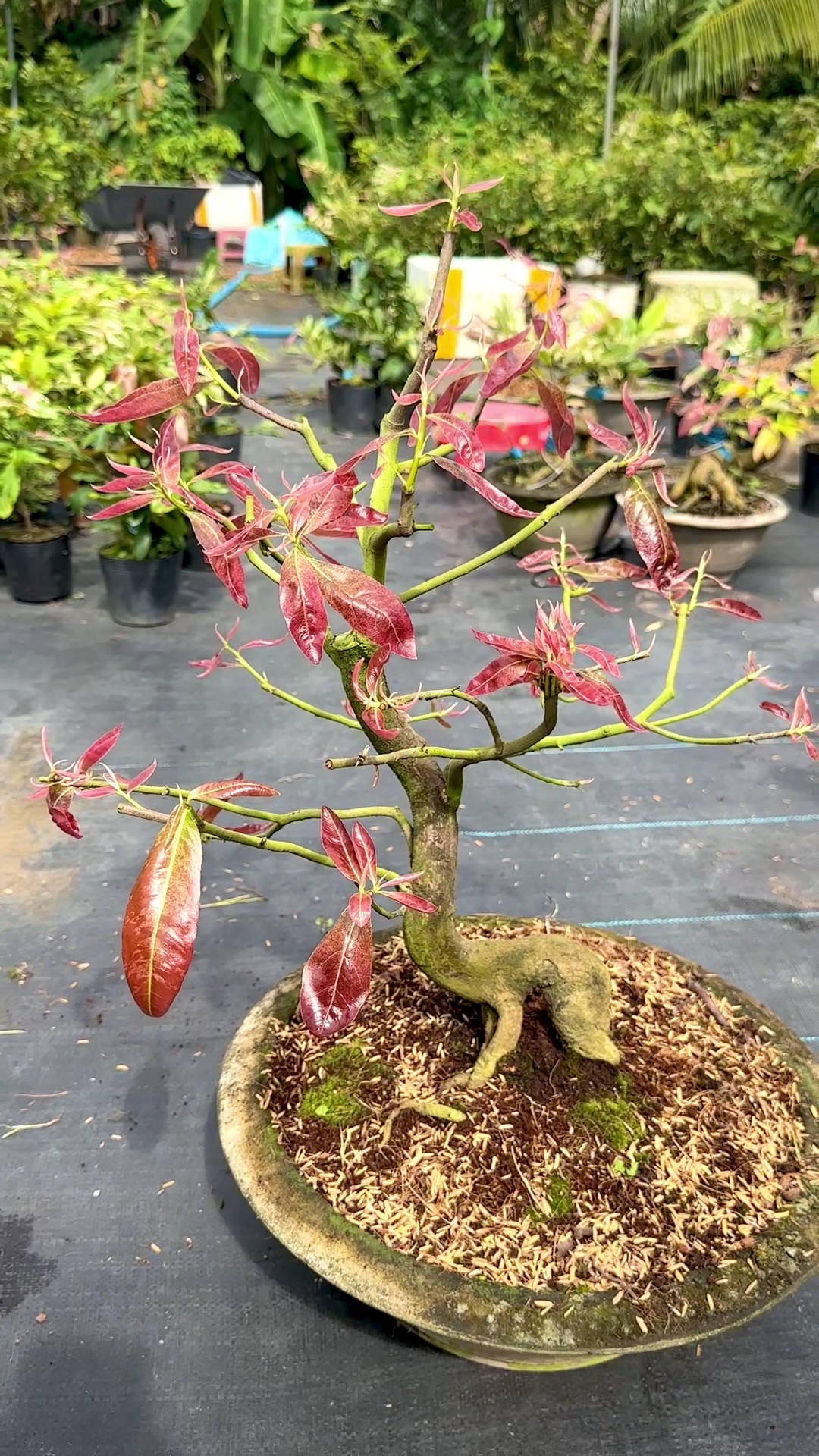 @Hồng Tr&uacute;c Mai V&agrave;ng
