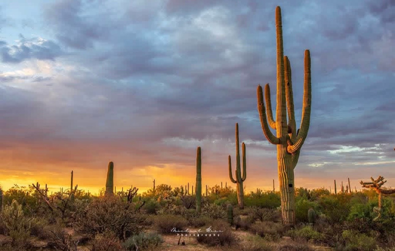 @☀️🌵Arizona 🌵 ☀️