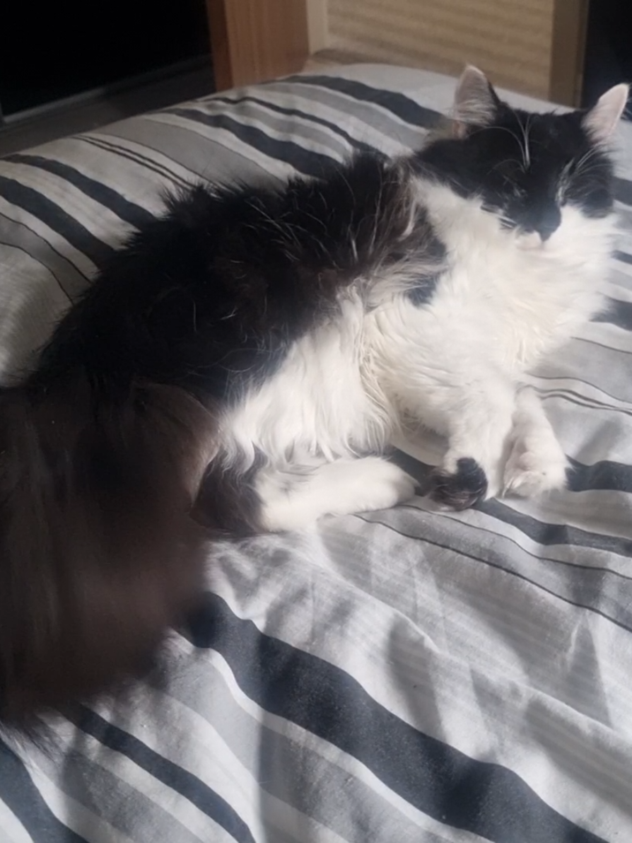 @2catlife