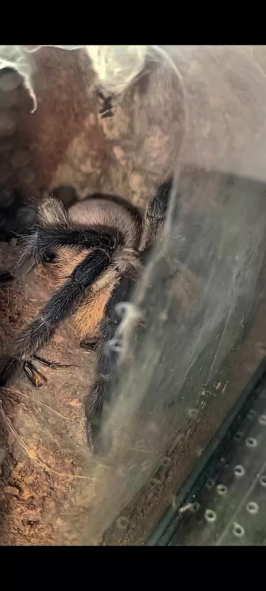 @creepy.crawlie.claire