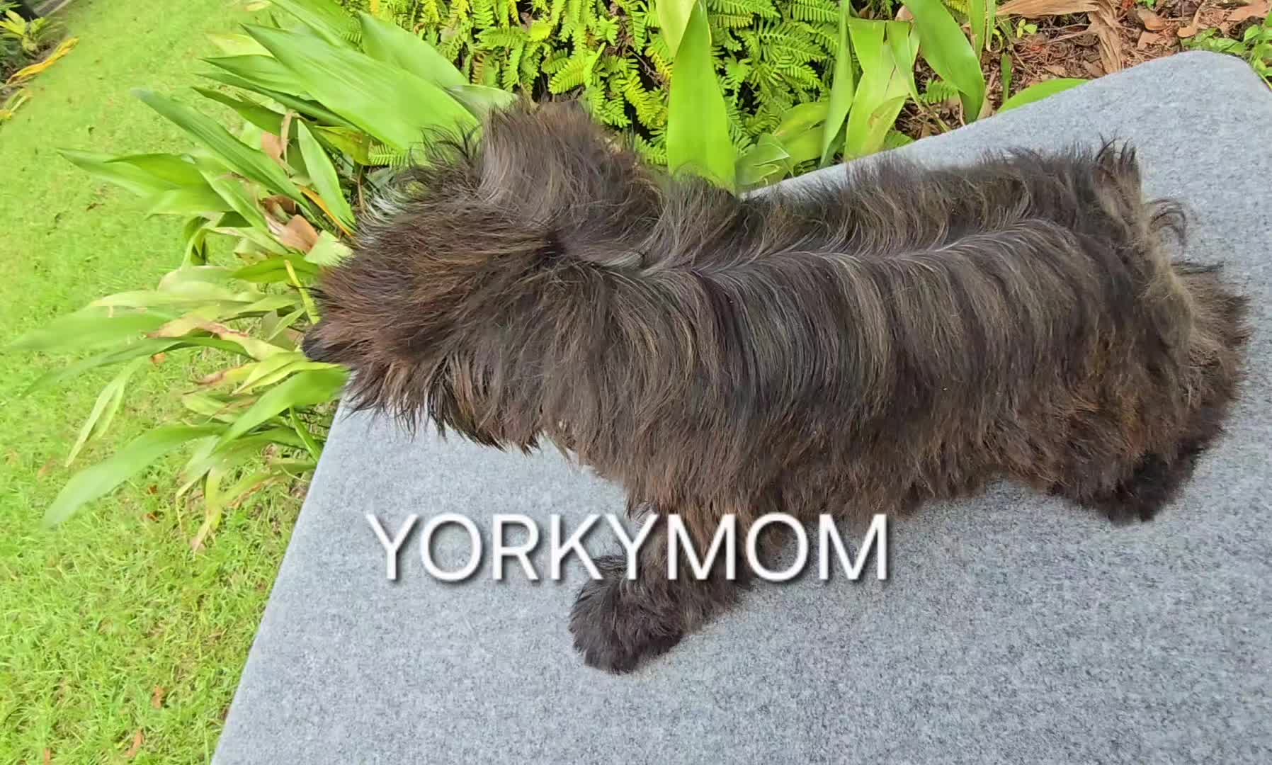 @theYorkymom