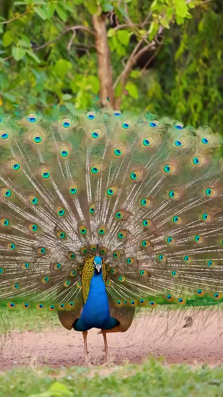 @Kumar