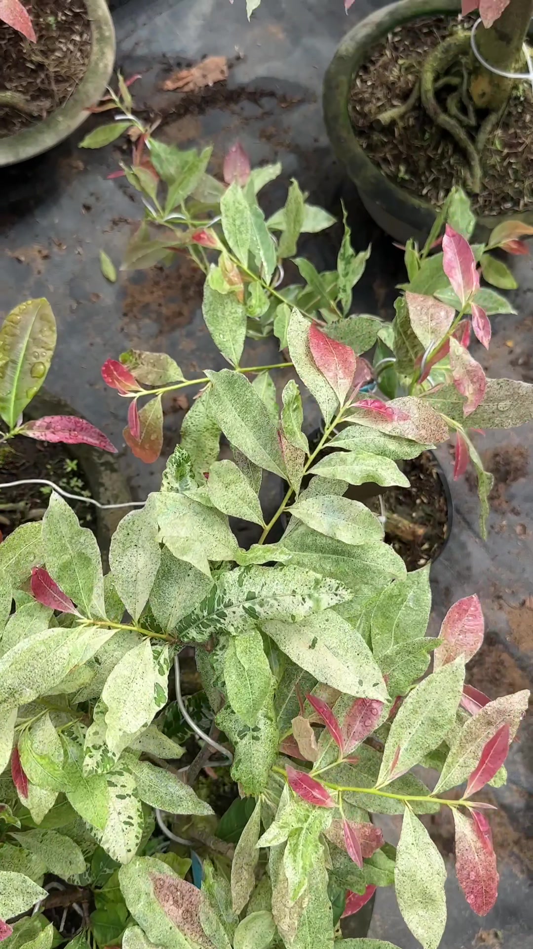 @Hồng Tr&uacute;c Mai V&agrave;ng