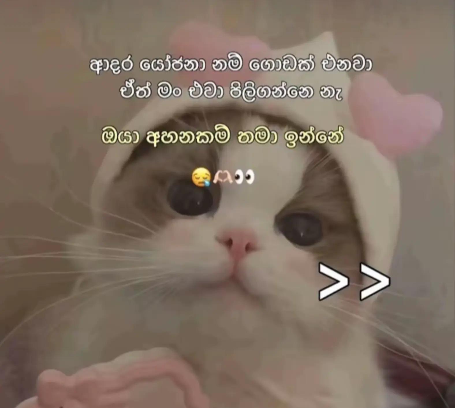@🍎🐇Thilini M Senavirathna🍎🐇