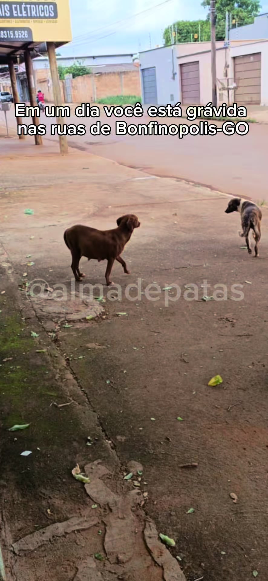 @Alma de Patas