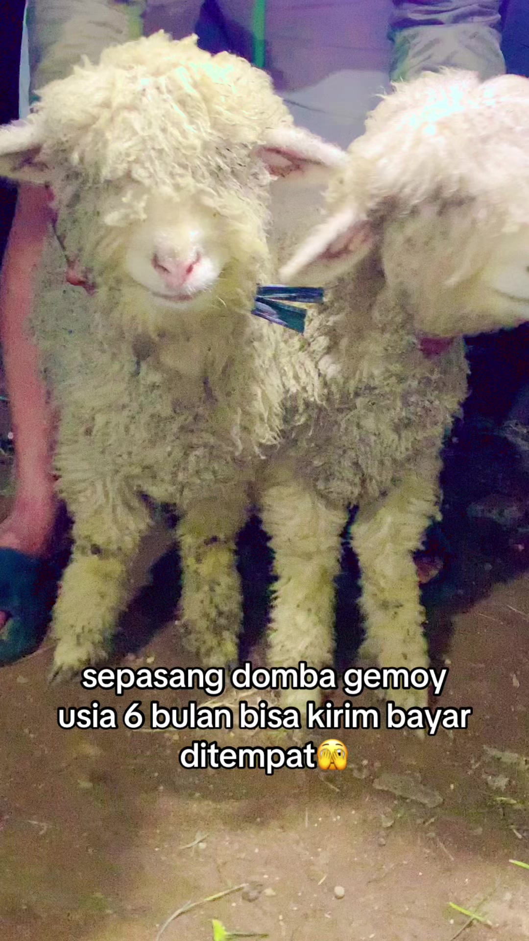 @RAMBOEN FARM TMG